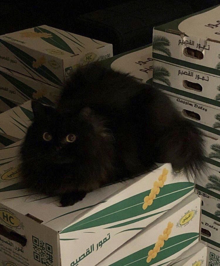 picsofsaudi's tweet photo. https://t.co/2nEZ4Xtt66