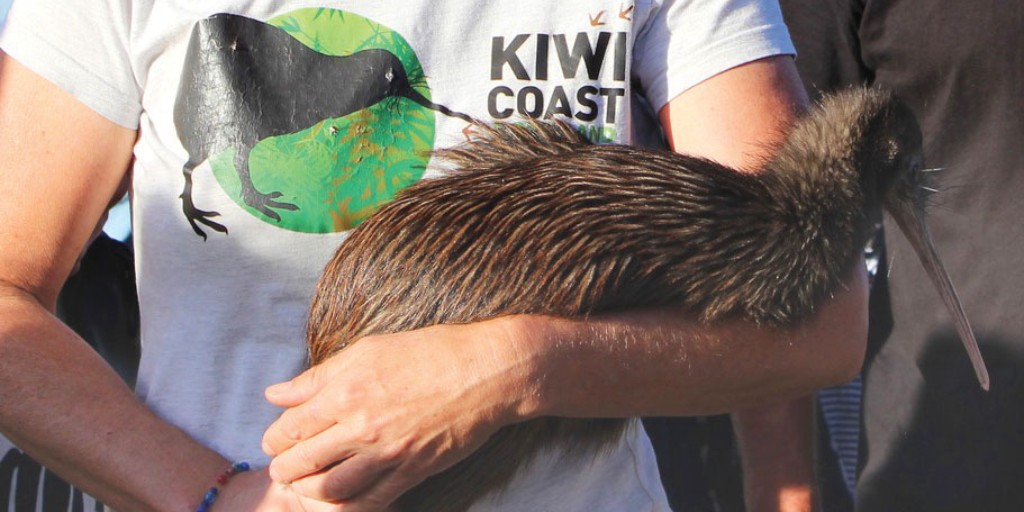 More than half a million dead animals across Te Taitokerau isn’t usually something to celebrate. 🔗 READ THE FULL STORY: bit.ly/3yYZAkv 
SUBSCRIBE to get more stories like this: bit.ly/2sRsWix