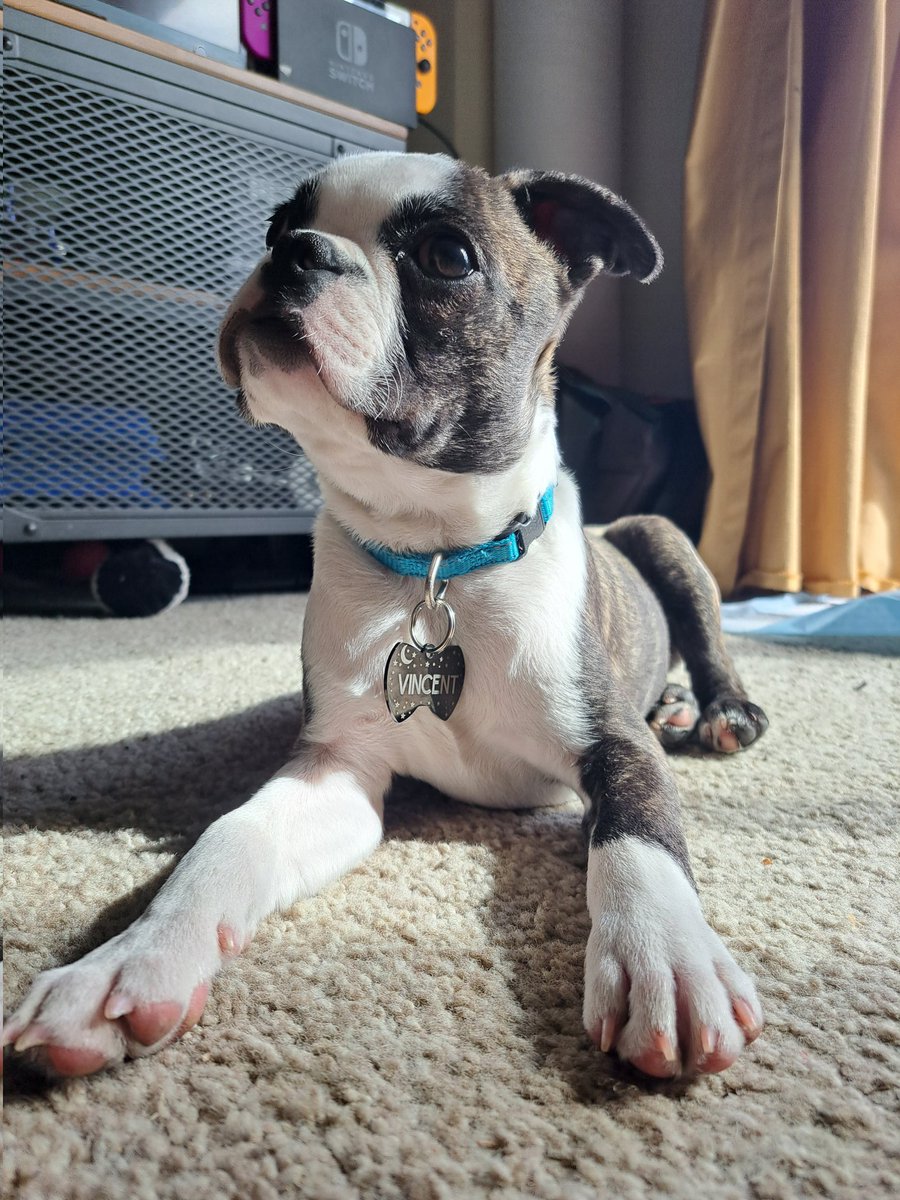 impossiblemess's tweet photo. @dog_rates Say hello to Vincent Price https://t.co/nT13zRNmSs