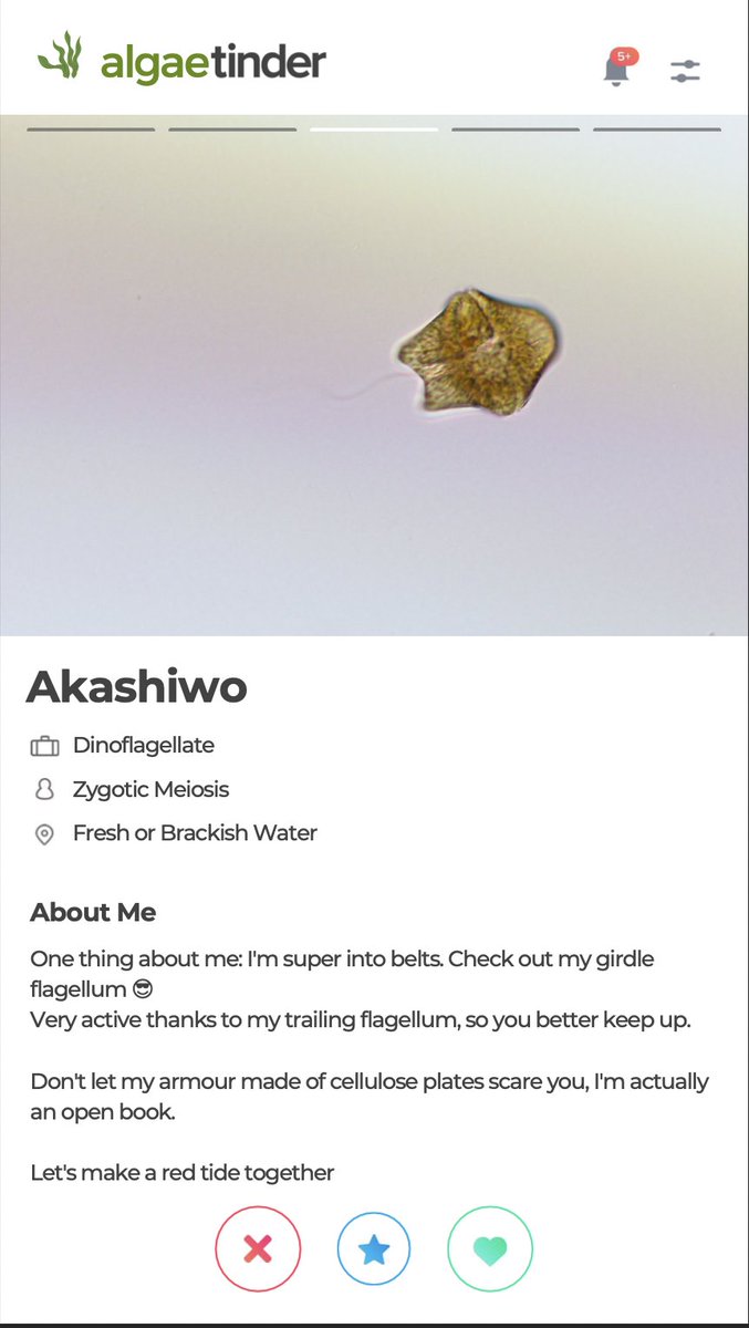 funnyfishes's tweet photo. 💚❤️🤎 #Algae Tinder! 💚❤️🤎 Love this creative and playful compare-and-contrast project by a Biol 320 (algae class) student. @BiologyUBC @UBCBotany  #phycologyfriday 

Shared with student's permission. https://t.co/gXr4AHVSDx