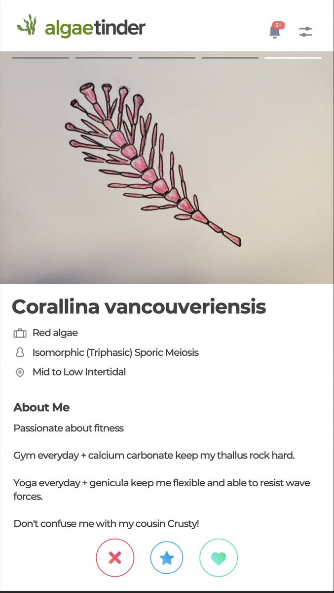 funnyfishes's tweet photo. 💚❤️🤎 #Algae Tinder! 💚❤️🤎 Love this creative and playful compare-and-contrast project by a Biol 320 (algae class) student. @BiologyUBC @UBCBotany  #phycologyfriday 

Shared with student's permission. https://t.co/gXr4AHVSDx