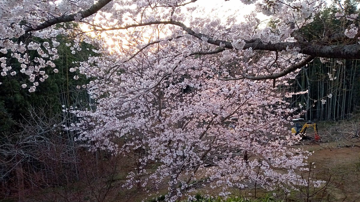 𝐺𝑜𝑜𝑑 𝑚𝑜𝑟𝑛𝑖𝑛𝑔︎ !!おはニャン😸 おはようございます🌸 気温は11℃で肌寒く、曇天の朝です☁最近雨が多いですが桜の花が散らないといいですね🌸😿天気の変化や体調管理に気をつけられ、佳き週末をお過ごし下さい☺️