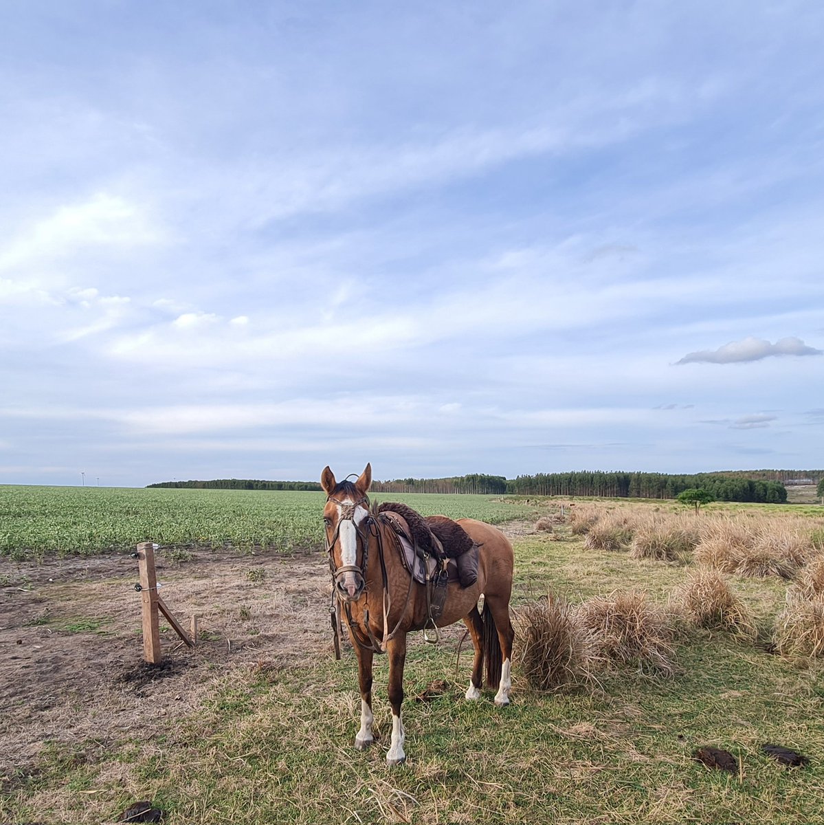 Ojalá mañana de una buena vez por todas se concrete el pronóstico y tengamos todos por fin un agua buena, generosa y pareja

Que recargue aguadas, 
que ablande la tierra, 
que cierre las grietas que dejo la seca y por sobre todas las cosas devuelva esperanza a los desesperanzados