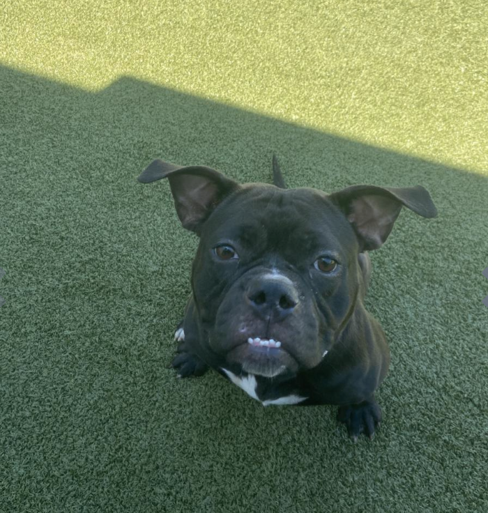 HMGalbraith's tweet photo. Meet Stormy! a super sweet girl that is looking for her forever home!  She is ready to go home with the luckiest animal lover in town! If you are interested contact @HumaneTampaBay #HerlihyEME4390S23 https://t.co/GEc8FGBzR1