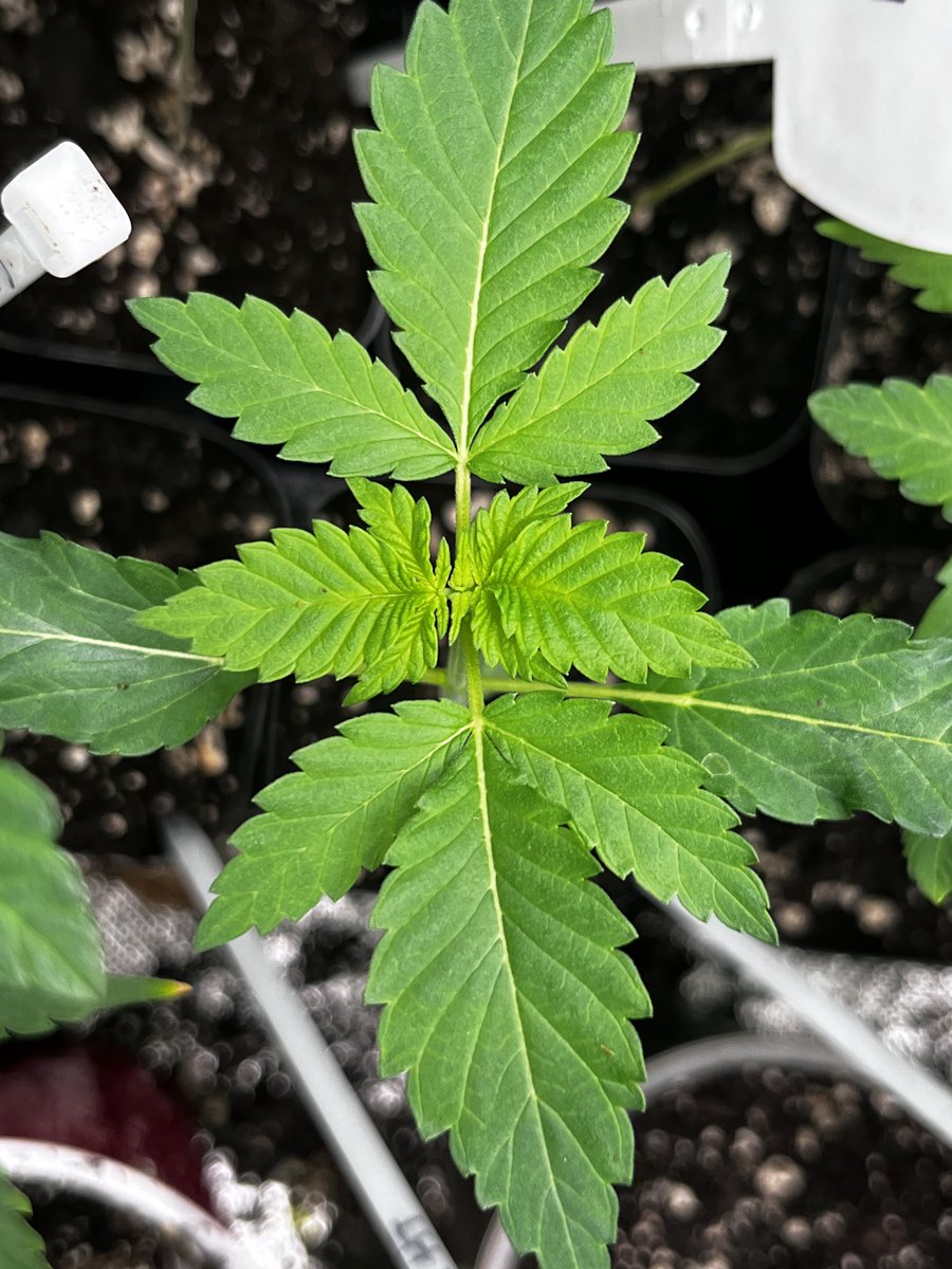 Gods Gift by <a href="/TackettGenes/">Tackett Genetics</a> big run coming soon. #commongroundonline