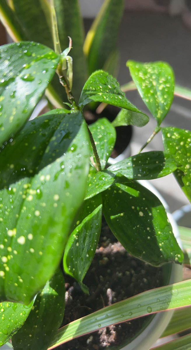 jaackyyfbabyy's tweet image. Spending my day tending to my babies🌱🫶🏽  #plantmom #mothernature #moonintaurus