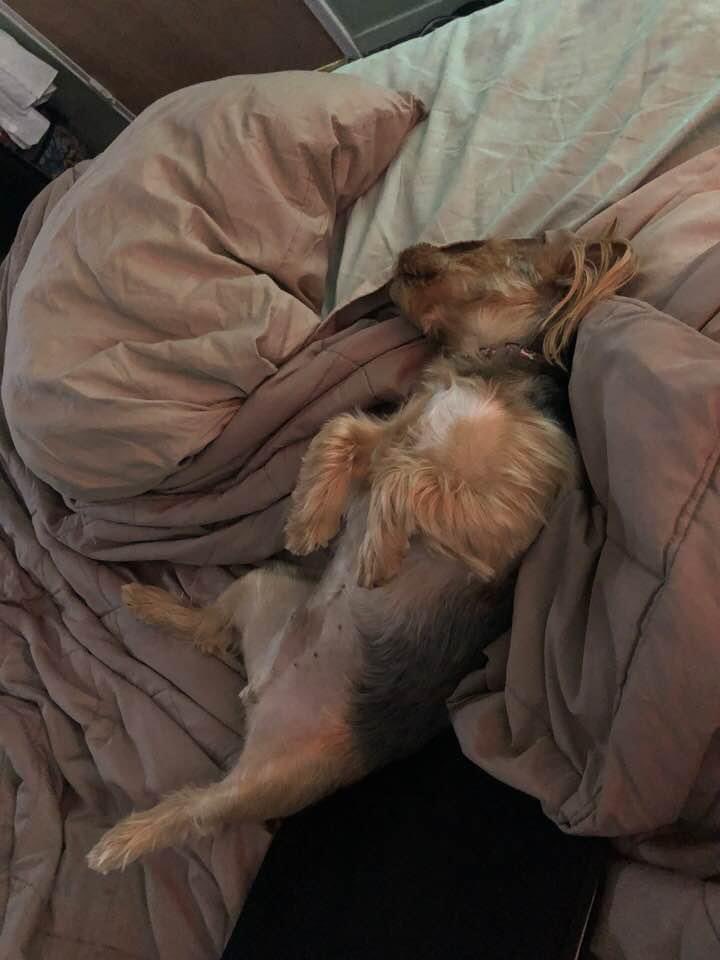 jo_mamakin's tweet photo. @BrownieTurd Lol Jaxxsun wants in on this action 😃 #bedhogs https://t.co/nZK6SdZuM9