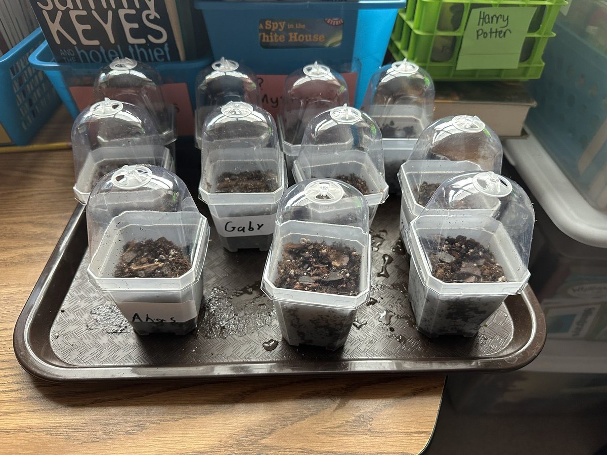Students had fun planting marigold seeds to be able to take home a plant during our soil unit! 🌼 #FHHighlights