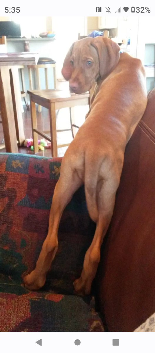 Puppy Day! (belated). A very sassy Ella Bones Jones at about four months old.