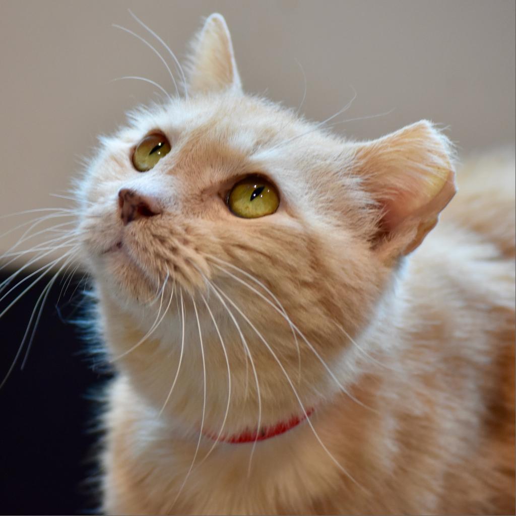 HMGalbraith's tweet photo. Meet Pinky!  @HumaneTampaBay   stepped in to help her  find a new loving home. Shes  a little shy at first, but  just needs a little time to warm up to you. Go on down to HSTB and adopt her today! https://t.co/v5AkwYf9Xn