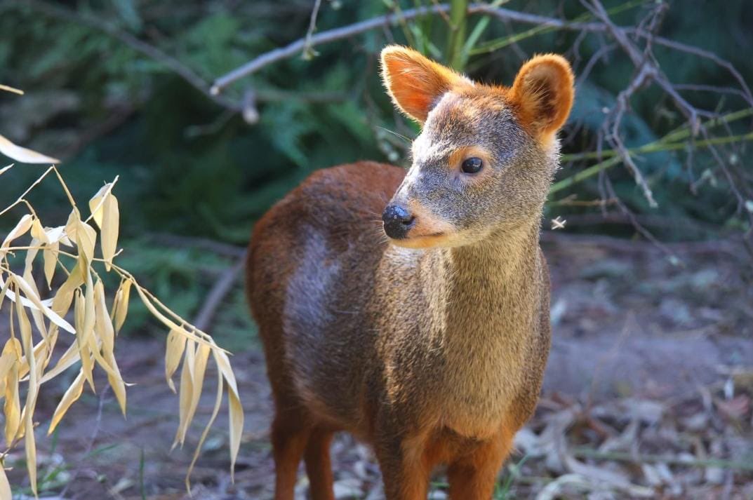 tvalenzuelavt's tweet photo. Nos reencontramos con este pudu rescatado en Ñuble durante los incendios. Estamos muy contentos porque sigue recuperándose y pronto volverá a su hábitat natural, gracias al gran trabajo de la @udeconcepcion de Chillán.

Como dijo el Pdte @GabrielBoric, no los vamos a dejar solos. https://t.co/OtviXwlGN8