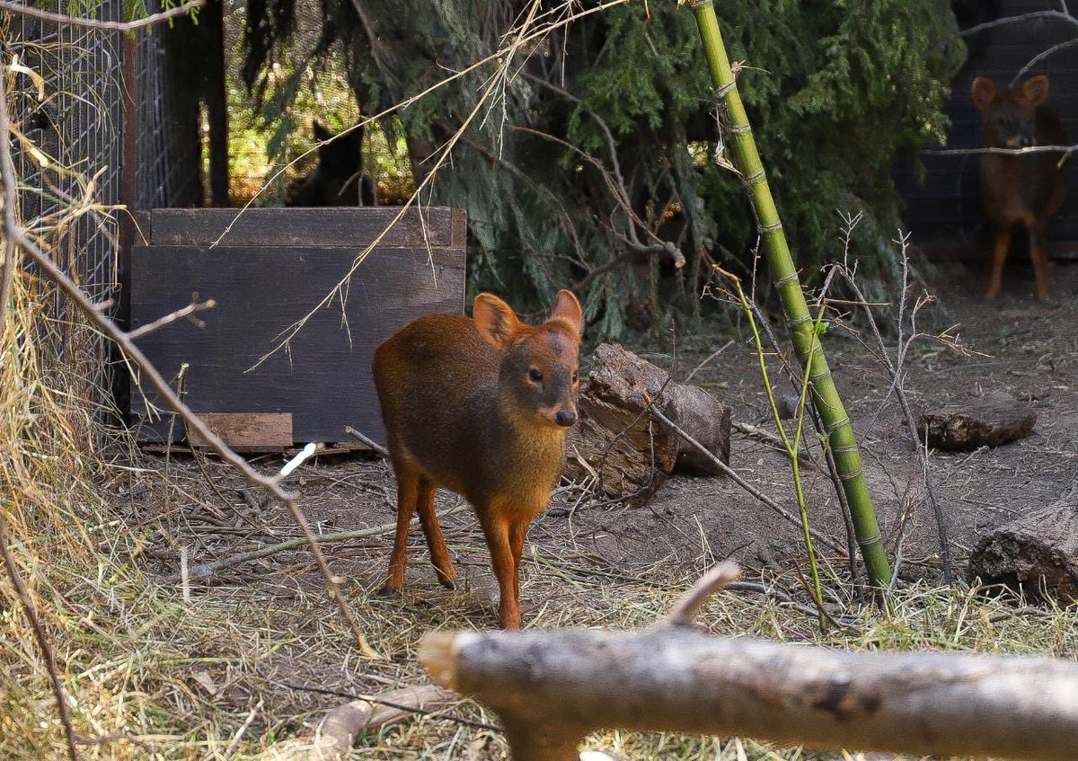 tvalenzuelavt's tweet photo. Nos reencontramos con este pudu rescatado en Ñuble durante los incendios. Estamos muy contentos porque sigue recuperándose y pronto volverá a su hábitat natural, gracias al gran trabajo de la @udeconcepcion de Chillán.

Como dijo el Pdte @GabrielBoric, no los vamos a dejar solos. https://t.co/OtviXwlGN8