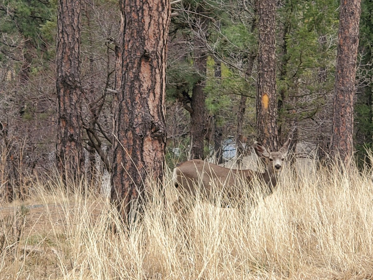 Does this grass make me look invisible?
#camodeer #ipulledoverforthis #smalltowntourist #ruidosonm #smalltownexcursions #deer #newmexicotrue #mountainvillage #discoverruidoso