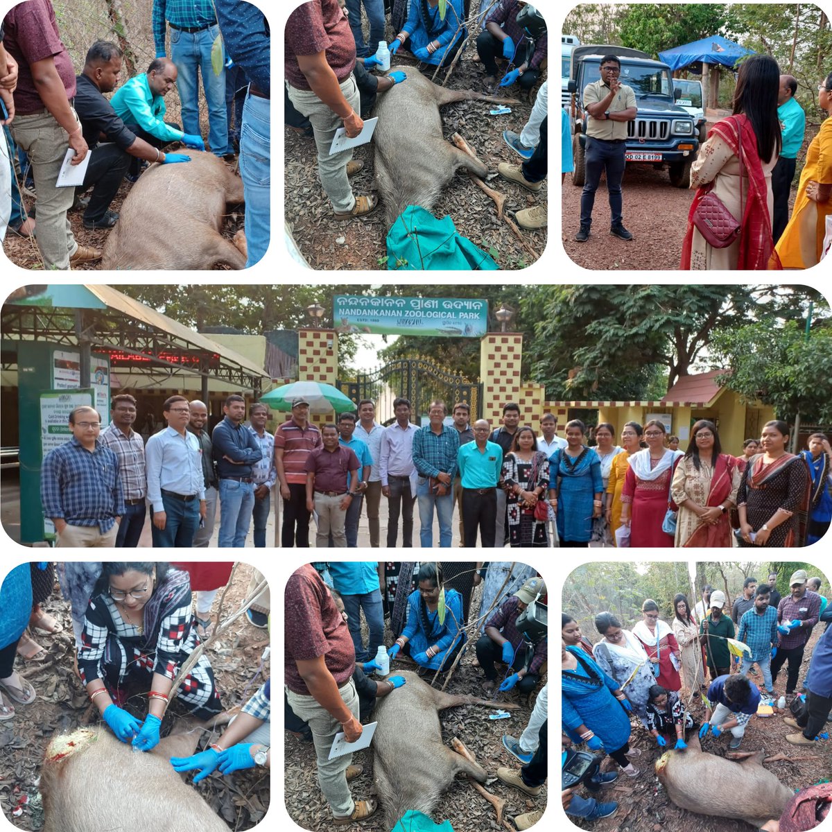 Tell me and I forget, teach me and I may remember, involve me and I learn.
Officers experiencing practical demonstration of tranquilization technique of wild animals   during wild life training programme @farddept <a href="/dahvsodisha/">Directorate of AH&VS Odisha</a> <a href="/rajaaswain/">Ranendra Pratap Swain</a> <a href="/CMO_Odisha/">CMO Odisha</a> <a href="/MoSarkar5T/">MoSarkar 5T</a>