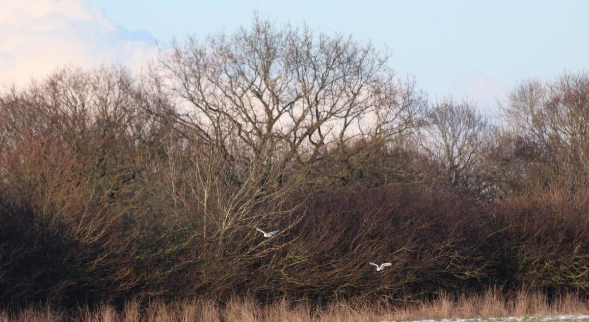 LongLandsCommon's tweet photo. Some fantastic barn owl news!
Following on from a sighting by John Jackson. A pair have now been spotted at Long Lands Common.
Amazing photos by Site Ranger Niall Littlejohn.
#longlandscommon #barnowl https://t.co/K28sLtt9Zy