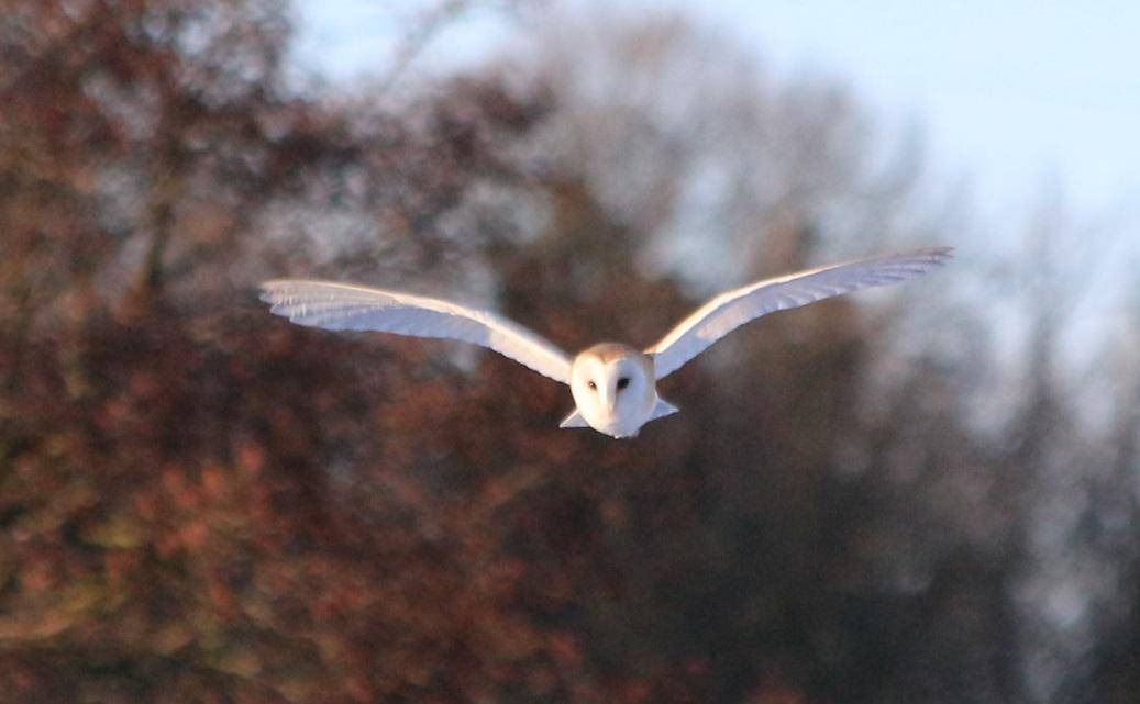 LongLandsCommon's tweet photo. Some fantastic barn owl news!
Following on from a sighting by John Jackson. A pair have now been spotted at Long Lands Common.
Amazing photos by Site Ranger Niall Littlejohn.
#longlandscommon #barnowl https://t.co/K28sLtt9Zy