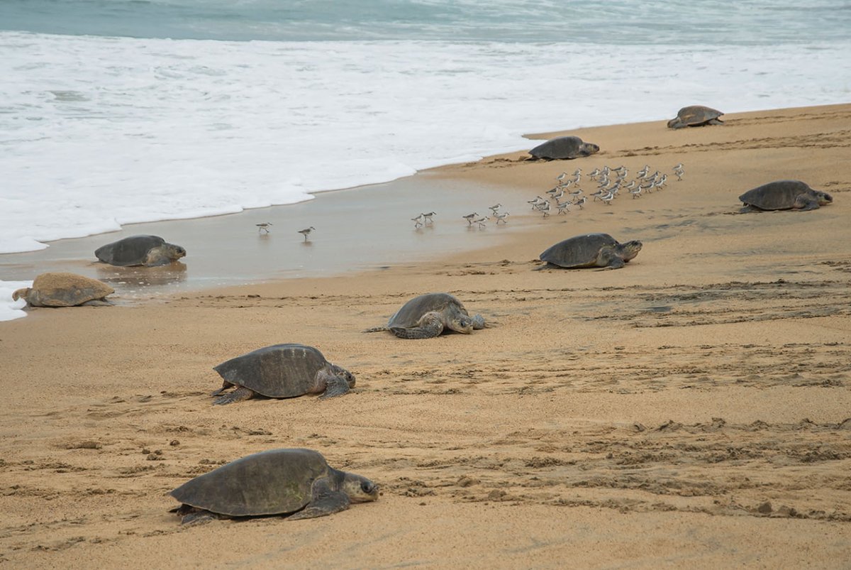 Excelnochebuena's tweet photo. Colola es una de las playas más bonitas de Michoacán, donde la tortuga negra prefiere desovar. Vive una experiencia maravillosa y conoce nuestros tesoros naturales. 🌟
https://t.co/cbNmWokbkV
