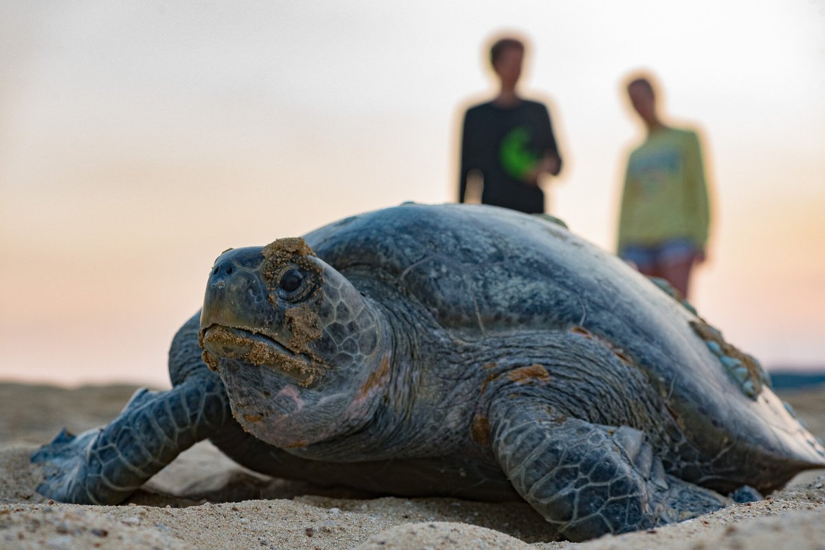 Excelnochebuena's tweet photo. Colola es una de las playas más bonitas de Michoacán, donde la tortuga negra prefiere desovar. Vive una experiencia maravillosa y conoce nuestros tesoros naturales. 🌟
https://t.co/cbNmWokbkV