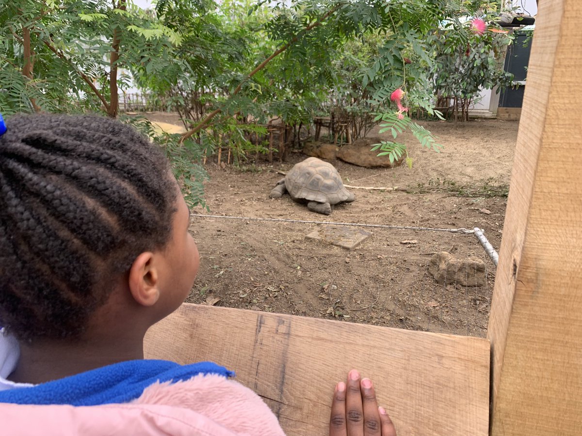 Sycamore Tree Class tweet media