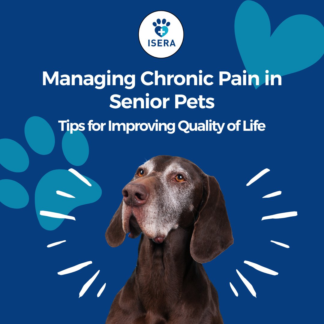 Is your senior #pet experiencing chronic pain?
Learn how to manage it and improve their quality of #life in our latest post:
linktr.ee/iseranimals 👈

#seniorpets #chronicpain #petcare #AnimalWellness #ChronicPainRelief