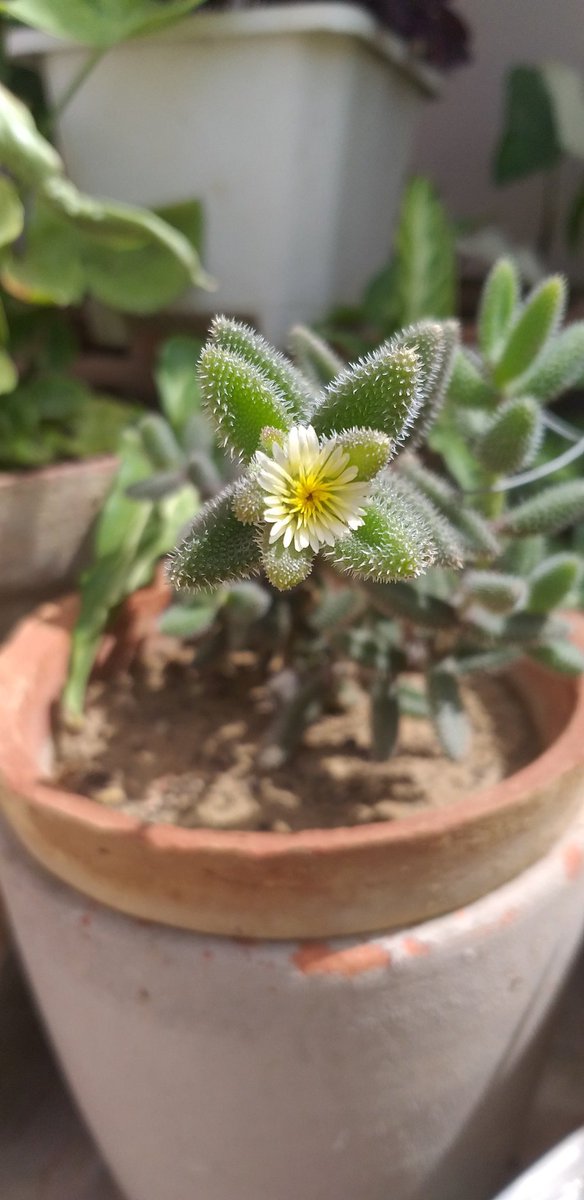 Tiny bloom on pickle plant 😍

#gardening
#TerraceGardening