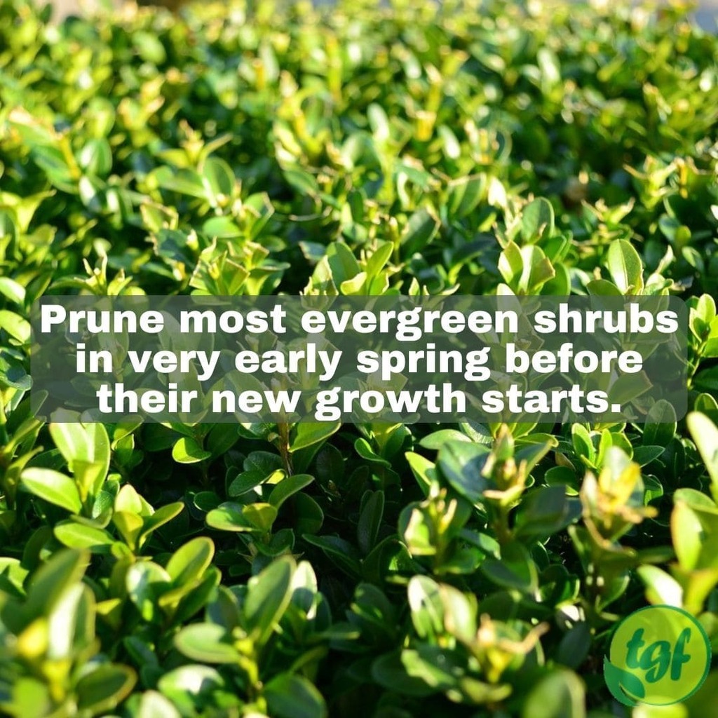 (Tumblr ift.tt/Glygism) Prune most evergreen shrubs in very early spring before their new growth starts.⁠
⁠
#pruning #pruningtip #pruningguide #pruningforbeginners #gardening #thegardenersfriends #prune #planthealth #whentoprune #pruningseason #shrubs #plants #prune…