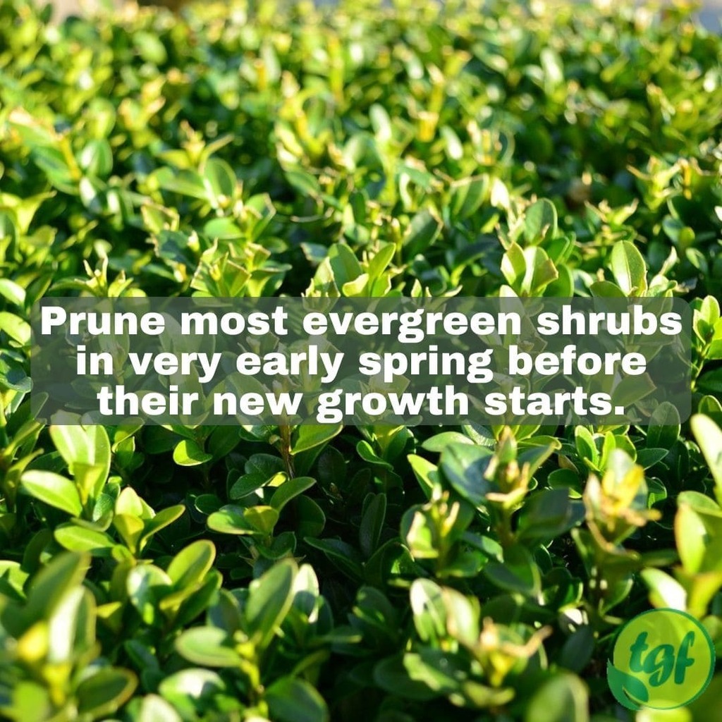gardenerfriends's tweet photo. (Tumblr https://t.co/DzQzIXPjfy) Prune most evergreen shrubs in very early spring before their new growth starts.
#pruning #pruningtip #pruningguide #pruningforbeginners #gardening #thegardenersfriends #prune #planthealth #whentoprune #pruningseason #shrubs #plants #prune… https://t.co/M1pnzVL2IX
