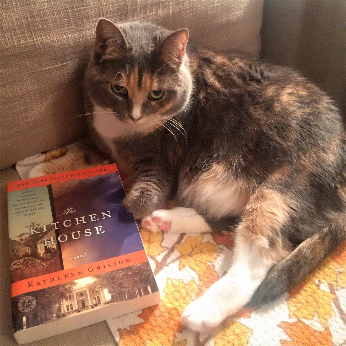 KGrissomAuthor's tweet photo. My daughter Erin's rescue cat, Madeleine, hopes you get to curl up with a good book this weekend. She recommends THE KITCHEN HOUSE. What do you think? ❤️💞❤️
#TheKitchenHouse #mustread #adoptdontshop #goodreads #bookclubreads #SPCARescue #CASPCA https://t.co/wlyeTmal0k