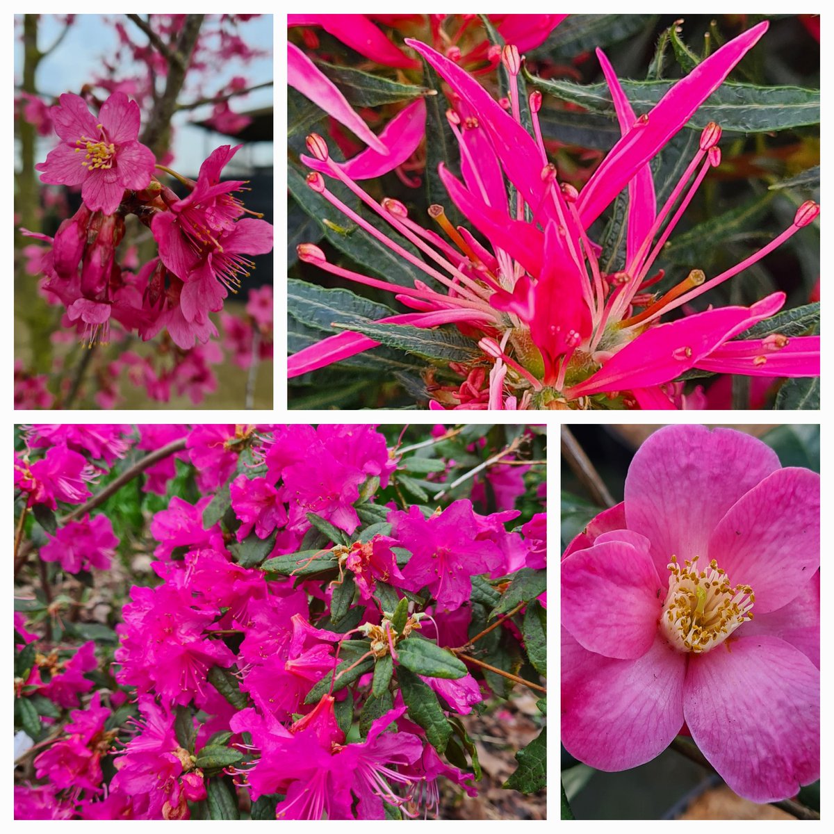 Je zal niet van roze houden.... dan is het voorjaar geen makkelijke tijd. Op de kwekerij in Boskoop verdragen we roze gelukkig goed. #voorjaar