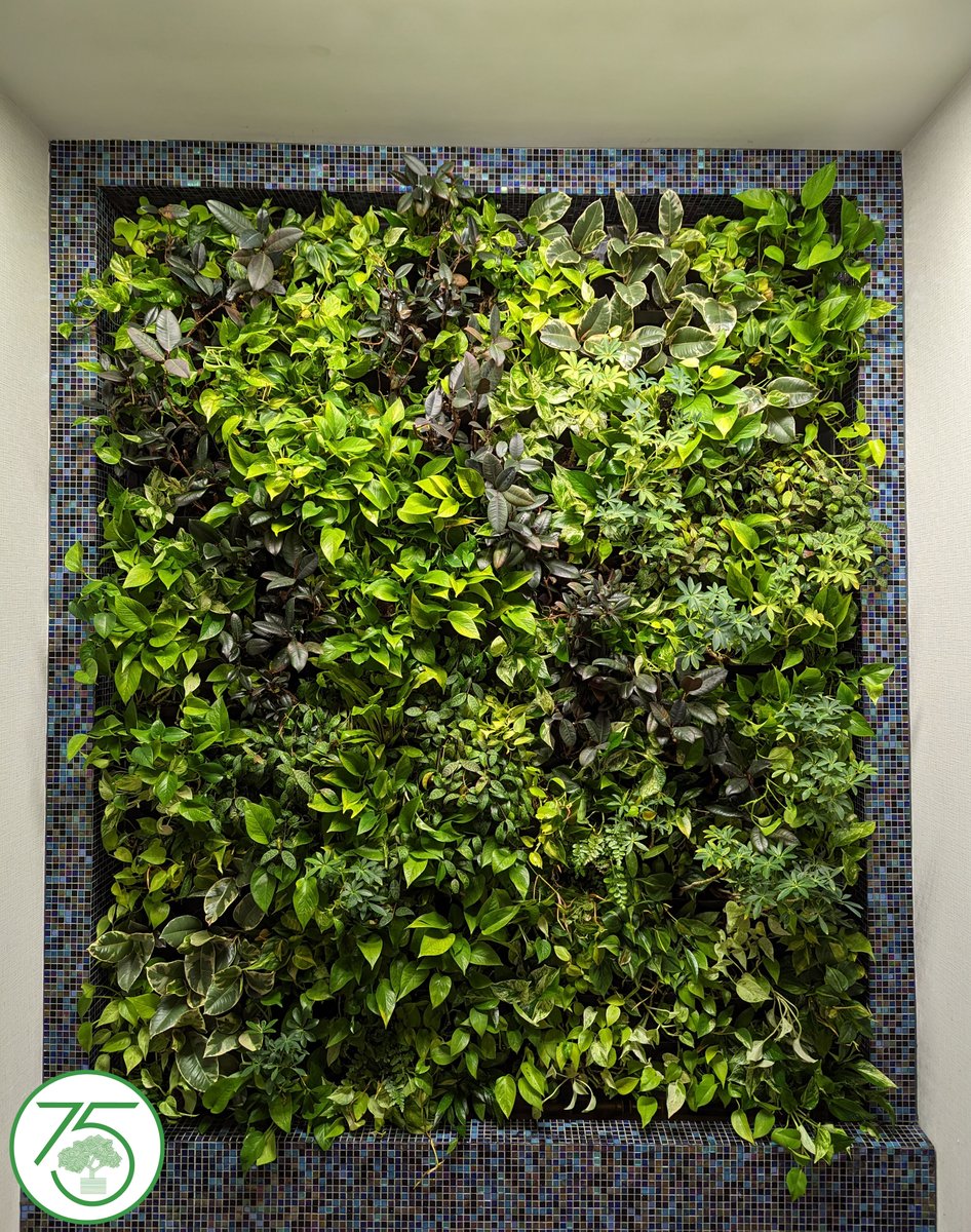 Living walls are a great way to bring a touch of nature into any space. Not only do they look beautiful, but they also offer a range of benefits, including improving air quality, reducing noise levels, and promoting relaxation. #livingwall #gogreen #naturelover #sustainable
