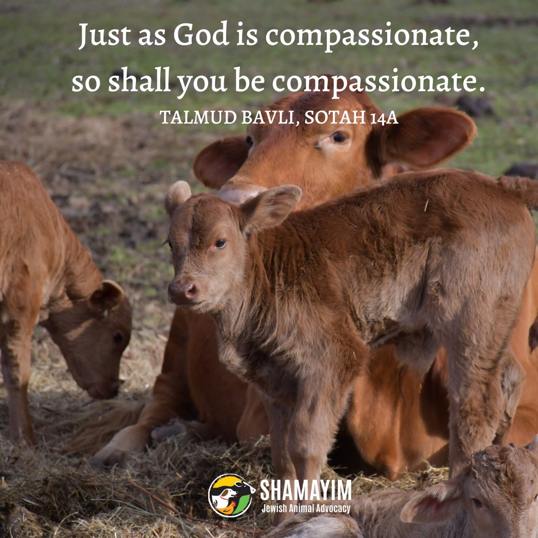 Shamayim_'s tweet photo. Learn more here: https://t.co/PCQIYOfVHm
#JewishVegan #Vegan #PlantBased #GoVegan #PlantBasedFood #LoveAnimals #jewishfood #jewishlife #veganism #animaladvocacy #veganfriendly #jewishstyle #jewishprograms #JewishAnimalAdvocacy https://t.co/5u7ktWQcLB