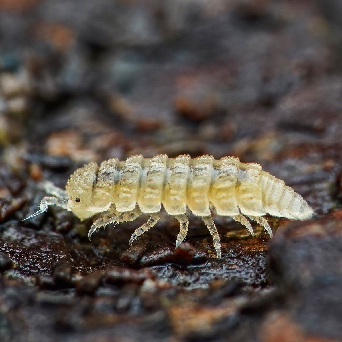 sagaOptics's tweet photo. No insects today but some cool critters from a „dig into soil-morning“. The first woodlouse is a stack of 7 shots, the baby-woodlouse and the millipede are single shots. I would be happy if one of you can identify this species 🤗
#milipede #soil #woodlouse #kellerassel #tausendfüßer #macrophotography