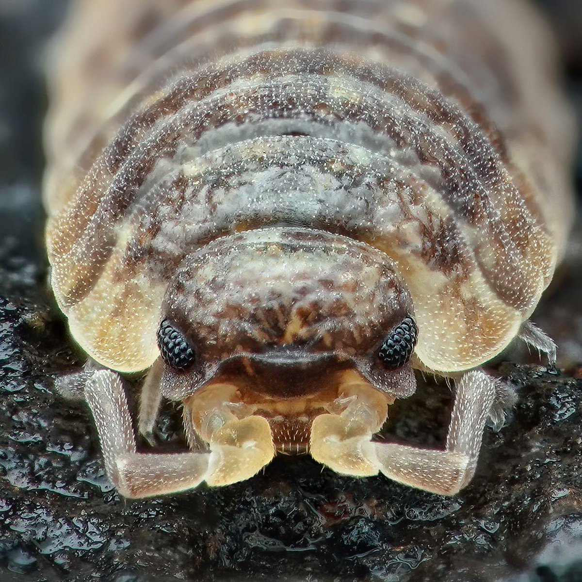 sagaOptics's tweet photo. No insects today but some cool critters from a „dig into soil-morning“. The first woodlouse is a stack of 7 shots, the baby-woodlouse and the millipede are single shots. I would be happy if one of you can identify this species 🤗
#milipede #soil #woodlouse #kellerassel #tausendfüßer #macrophotography