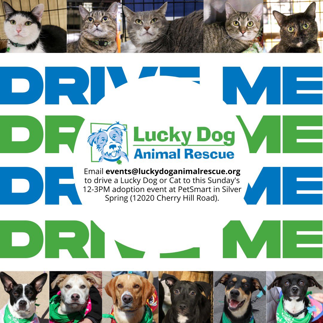 DCLuckyDog's tweet photo. Will you drive a Lucky Dog or Cat to meet their forever families this Sunday? We have quite a few animals looking for rides to our 12-3PM Sunday adoption event at PetSmart in Silver Spring (12020 Cherry Hill Road). Email events@luckydoganimalrescue.org if you can give them a lift https://t.co/rPEK1o9g0K