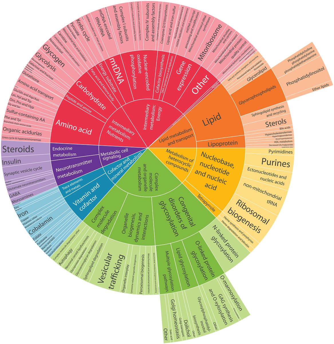 JIMD_Editors's tweet photo. If #SIMD2023 and #ACMGMtg23 have left you with an insatiable appetite for the intricacies of #IMD then you've got to have it all, and it's all in the International classification of inherited metabolic disorders (ICIMD)
Ferreira, et al
https://t.co/m63Cy7qsOL https://t.co/5vcJVnEsHd