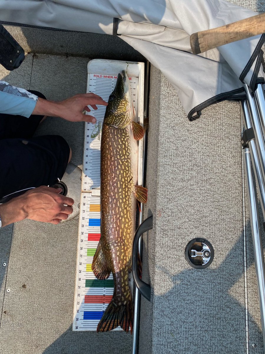 OutdoorsAlexa's tweet image. Open water has been off to a solid start! Landed a pike as long as our board this week 😂 #lakechamplain #masterangler @VTFishWildlife