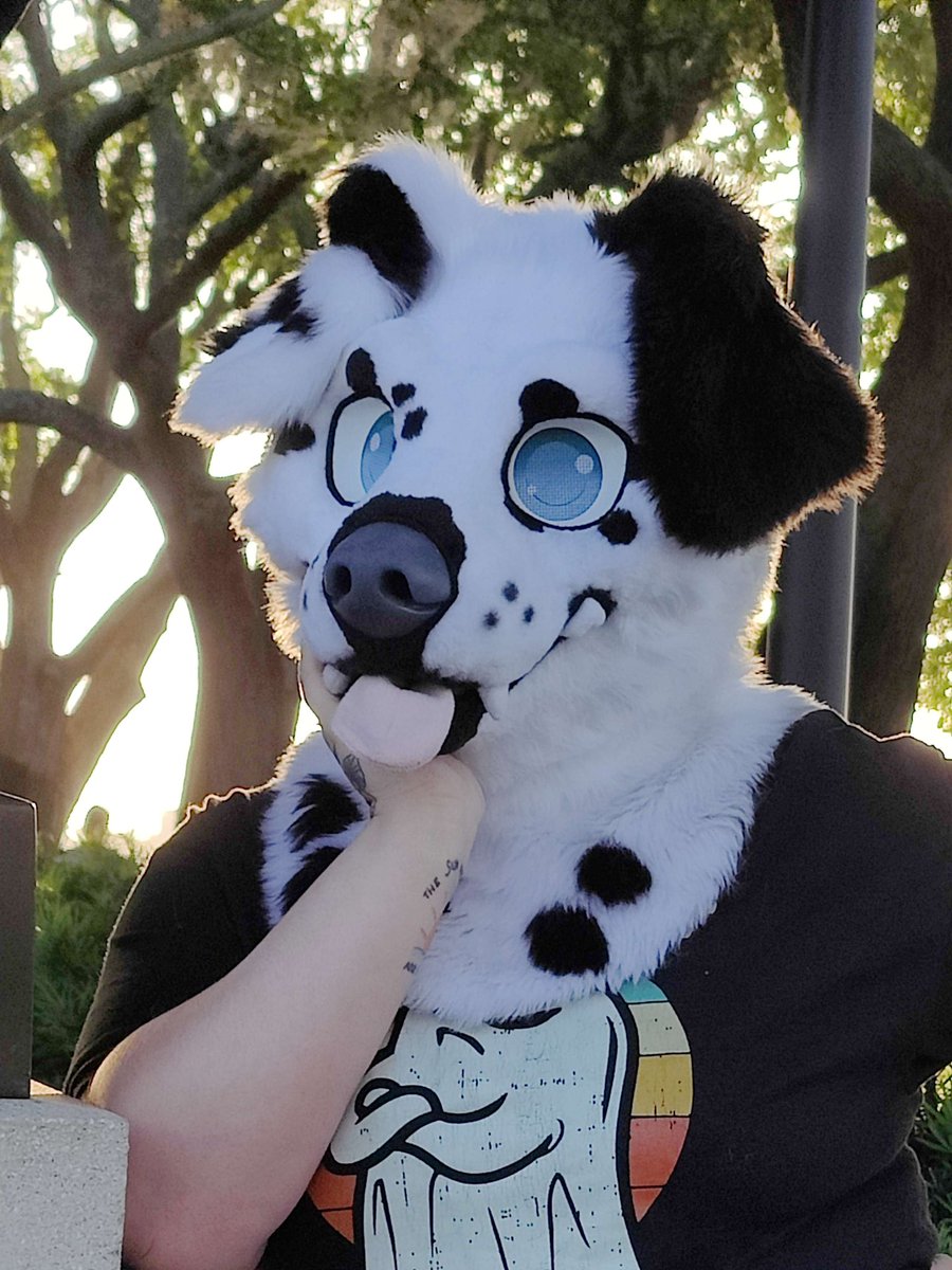 miloandfriends1's tweet photo. Please welcome Skye to our family! She is a Dalmatian, and another floppy ear pupper!
#furry #fursuit #fursuits #fursuiter #multisuiter
#partialfursuit #bordercollie #dalmatian #floridafur
#floridafurry #floridafurries #furryfandom #furrycommunity
#fursuitreveal #miloandfriends https://t.co/F9byCMEEjV