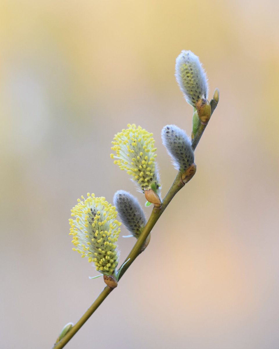 LeifBersweden's tweet image. Wooohooo have you noticed the willows recently? 😍 Every time I walk past this tree a few more of those bundles of fluff have gone POOF 💥 and it makes me really happy 😌