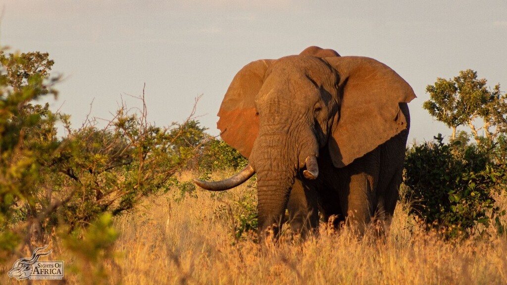 SOASafaris's tweet photo. This big boy was soaking up the morning sun in Kruger National Park, South Africa, as we headed out for an early game drive. The morning golden hour is breathtaking in South Africa!
Pic by Toby Brown of Sights Of Africa
https://t.co/rKCnT0OTGa
.
#sights… https://t.co/Zn3N1dbt1G https://t.co/nqX5xBNi3a