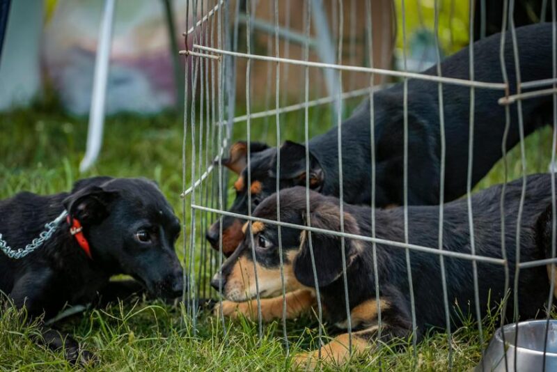 portoalegre24h's tweet photo. Feira de adoção de animais ocorre sábado na Lomba do Pinheiro, em Porto Alegre - https://t.co/JWsplCWhAK https://t.co/H6VDiIRDNp