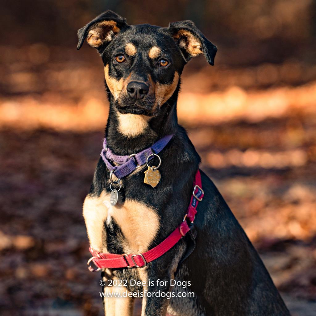 When asked about Lassie, the ARF staff describe her as “sweet" and "exuberant," &amp; they went on to say, “she has come a long way.” This beautiful 1.5 year-old Lab mix is playful with both people &amp; other dogs. She walks well on leash &amp; she has mastered the sit and down commands.
