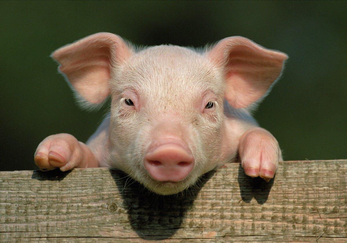 AbsoluteAspects's tweet photo. Tune in to Absolute Aspects here on Twitter, or Instagram or Facebook at 10am on Wednesday 29 March for a special announcement.....! 🐷 https://t.co/qpOlVr6goS