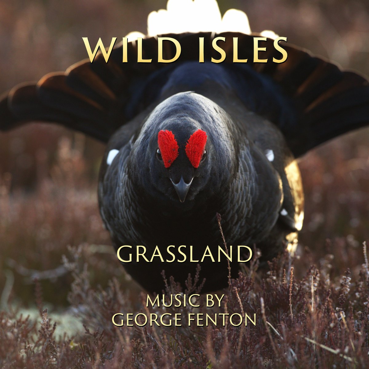 Wild Isles - Grassland on Sunday. With several of my favourite sequences - the hen harrier among them ✍️GF