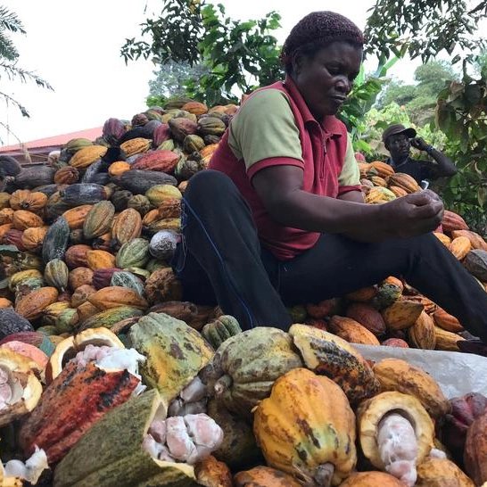 ecolectia's tweet photo. Desde la cooperativa de cacao Konya Farmers Coopertive Union los productores cameruneses de cacao reciben un pago justo por el cacao que cultivan, diversifican su agricultura de manera sostenible y hombres y mujeres trabajan en plena igualdad de condiciones. https://t.co/IWXxBi0MvG