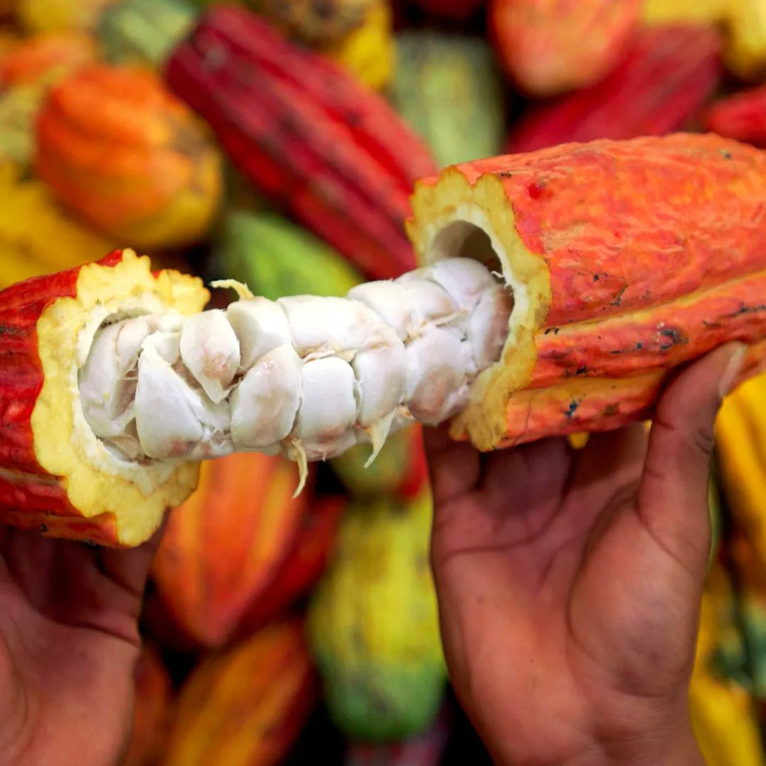 ecolectia's tweet photo. El cacao africano es quizás el producto alimenticio con mayor explotación que te puedes encontrar en la despensa, así que recuerda consumir siempre chocolates de comercio justo para crear un futuro mejor. https://t.co/37JanI3crQ
