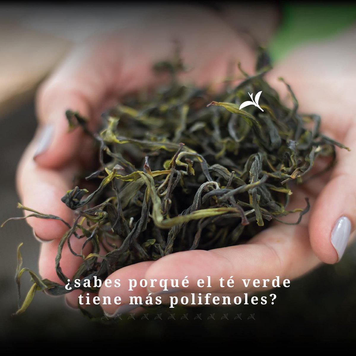 delteruta's tweet photo. 😃 El té verde, amarillo y blanco no se oxidan en su proceso de elaboración y contienen alto valor de catequinas (antioxidantes). ¿Lo sabías? 🌱 https://t.co/QojRztgZRN