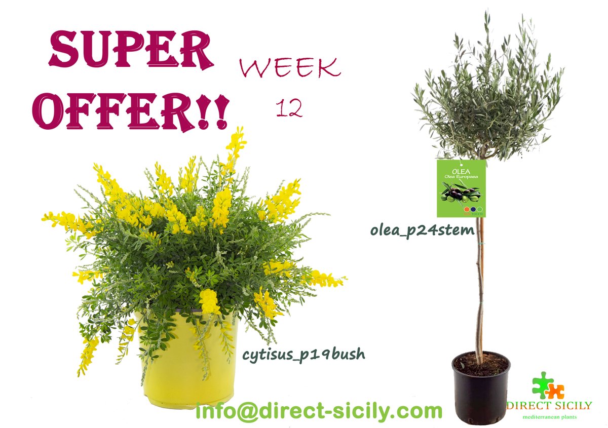 DIRECTSICILY's tweet photo. --> SUPER OFFER!! W12
--> write an email to the address below for more informations !
#directsicily  #olea #oleaeuropaea #cytisus #suntouch #directsicily #sicilyplants https://t.co/9wUq56Iyat
