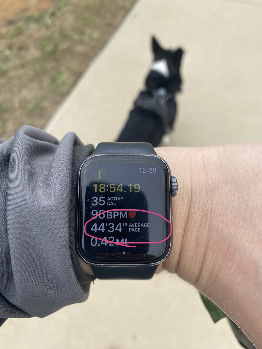 k_lutz13's tweet photo. @GeorgeDunham corgi legs pace https://t.co/COgTOiFsDO