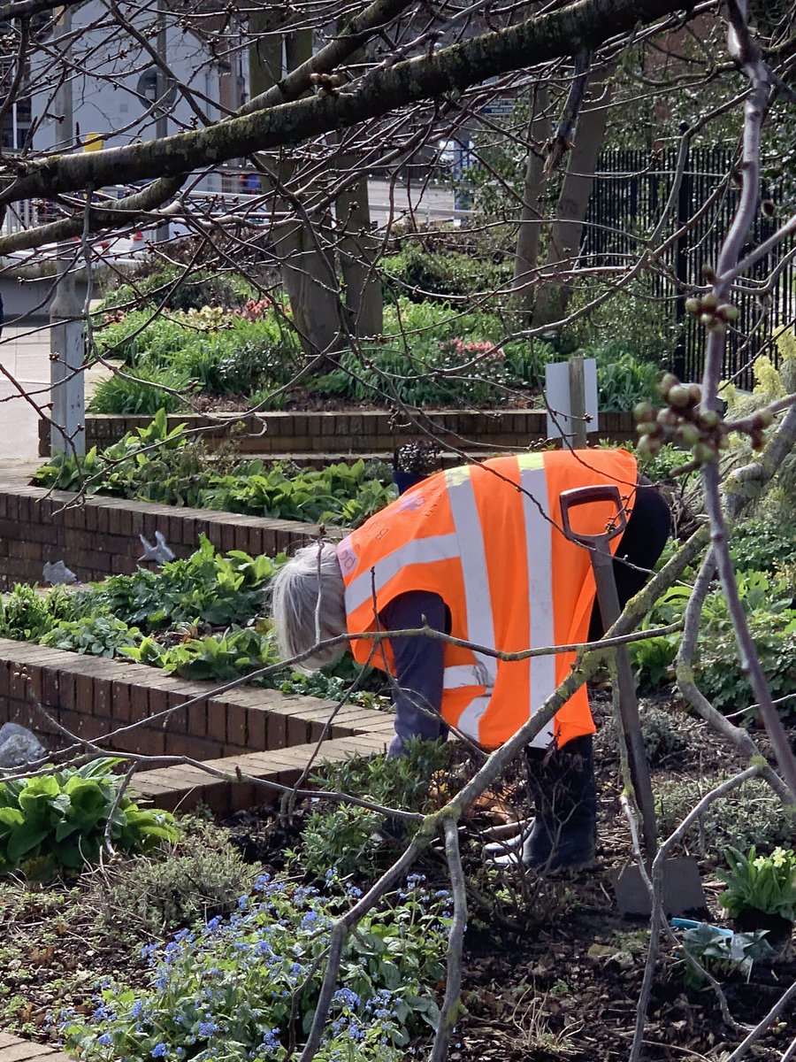 BostoninBloom1's tweet photo. Our volunteers did a splendid job today ,primroses,hebe, hellebores, heuceras all went in and buttercup came out. A windy but sunny day. #prideinboston #loveourtown https://t.co/KLaIdjmwMi