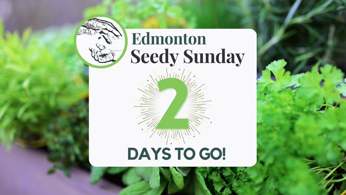 Only two sleeps left until we're back at Alberta Avenue Community Centre for Seedy Sunday!

Get ready for gardening with great speakers, our seed sale and swap, and more. Doors open at 11🫘🌱

Full details at edmontonseedysunday.org/2023-event.html

#yeg #ExploreEdmonton #yeggardens